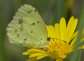 Little Yellow